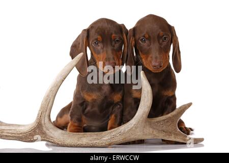 2 chiots Teckel Banque D'Images