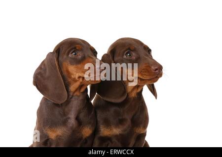 2 chiots Teckel Banque D'Images