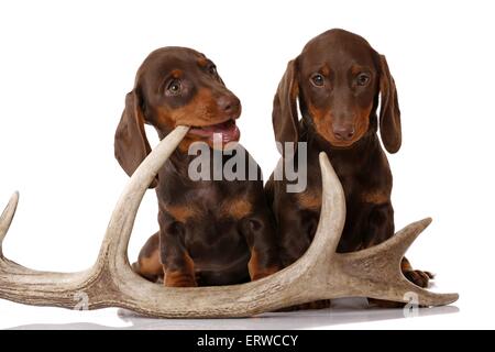2 chiots Teckel Banque D'Images
