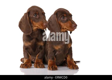 2 chiots Teckel Banque D'Images