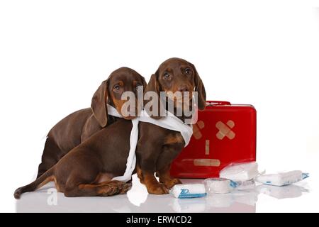 2 chiots Teckel Banque D'Images