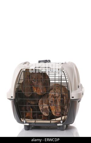 2 chiots Teckel Banque D'Images