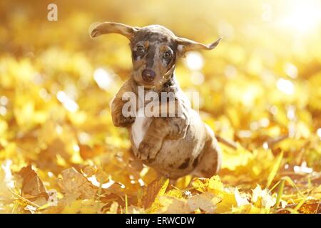 Chiot teckel Banque D'Images