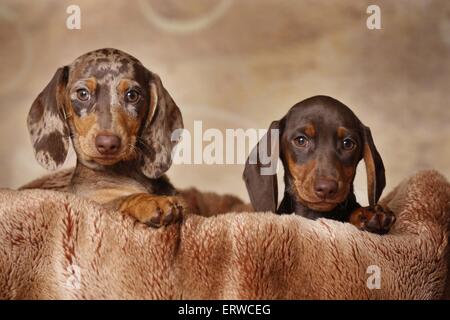 2 chiots Teckel Banque D'Images