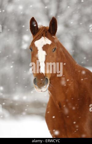 Cheval de Sport allemand dans la neige Banque D'Images