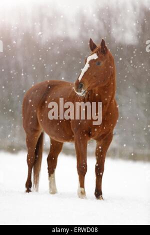 Cheval de Sport allemand dans la neige Banque D'Images