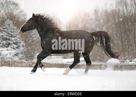 Cheval noir dans la neige Banque D'Images