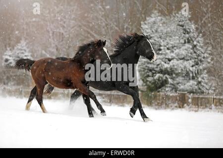 Les chevaux dans les averses de neige Banque D'Images