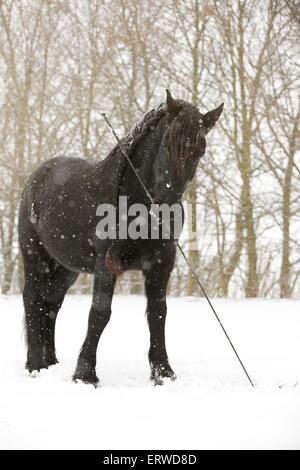 Cheval frison permanent Banque D'Images