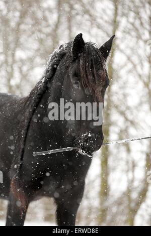 Portrait cheval frison Banque D'Images