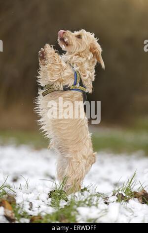 -Terrier-Mongrel Dachshund-Yorkshire Banque D'Images