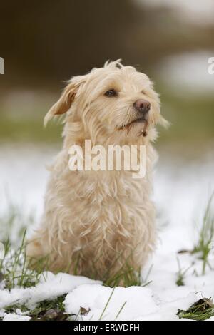 -Terrier-Mongrel Dachshund-Yorkshire Banque D'Images