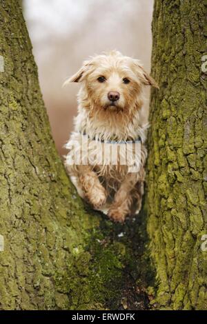 -Terrier-Mongrel Dachshund-Yorkshire Banque D'Images