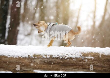 Chien dans la neige de conduite Banque D'Images