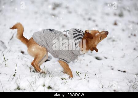 Chien dans la neige de conduite Banque D'Images