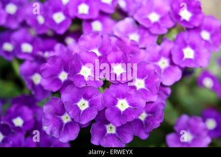 Libre shot de verveine en fleurs de couleur pourpre violacé. Banque D'Images