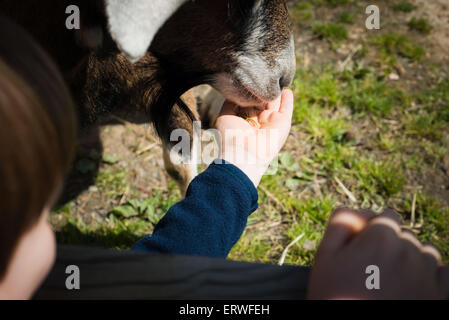 Manger des aliments de chèvre des garçons main à Safari park Banque D'Images