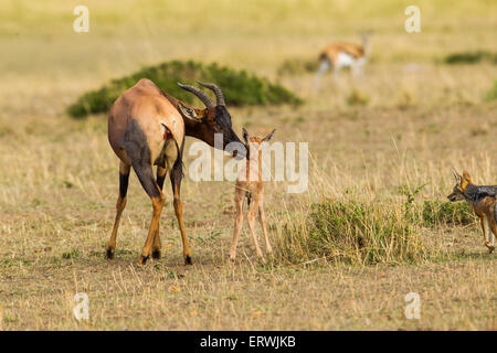 Une mère et son bébé Topi (Damaliscus lunatus) essayer de repousser l'attaque d'un couple de chacals à dos noir (Canis mesomelas) Banque D'Images