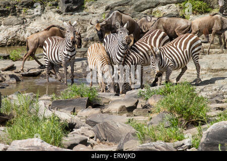 (Equus zebra) quaggi et Wildebeast (Connochaetes taurinus) collecte de boire de l'eau dans une lugga presque à sec Banque D'Images