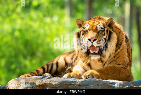 Tigre du Bengale en forêt Banque D'Images