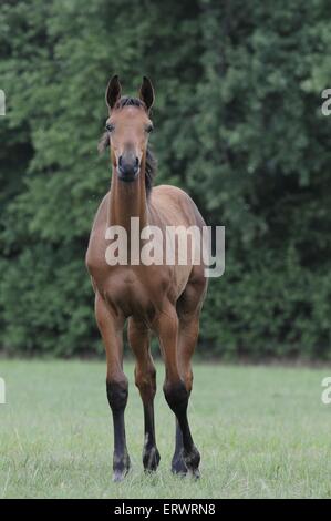 Cheval Holsteiner Banque D'Images