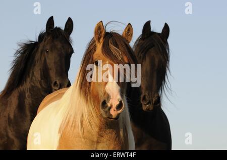 chevaux Banque D'Images