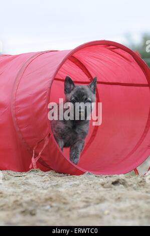 Hollandse Herder chiot Banque D'Images