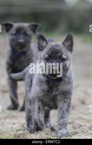 Chiots Hollandse Herder Banque D'Images