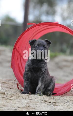 Hollandse Herder chiot Banque D'Images