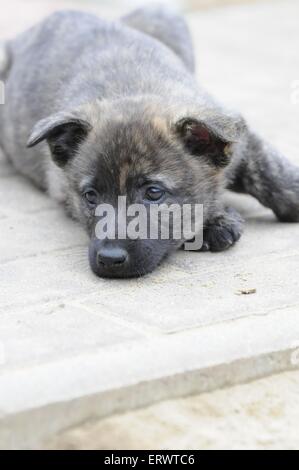 Hollandse Herder chiot Banque D'Images