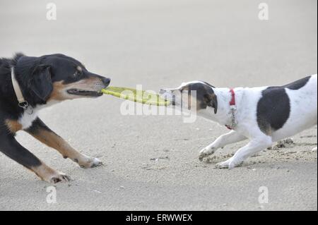 jouer les chiens Banque D'Images