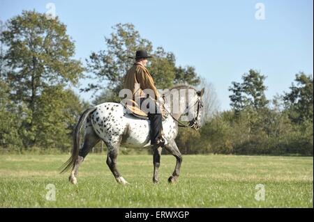 En homme Appaloosa-Mix Banque D'Images