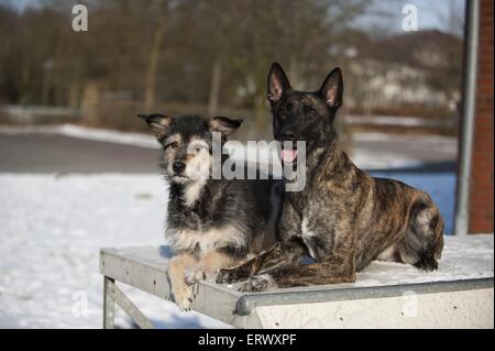 2 chiens Banque D'Images