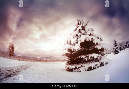 Scenic avec l'épinette d'hiver dans le parc de montagne au ciel dramatique au Kazakhstan Banque D'Images