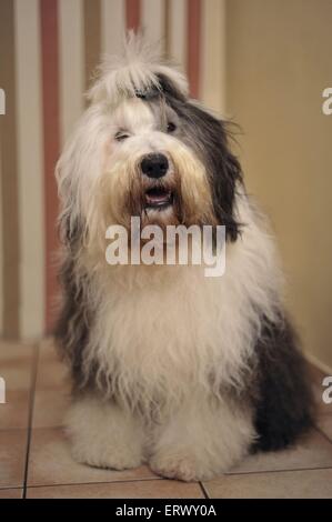 Assis Old English Sheepdog Banque D'Images