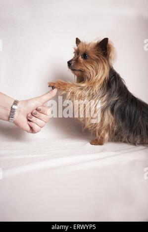 Paw donne Yorkshire Terrier Banque D'Images