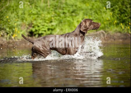 Braque Allemand marche Banque D'Images