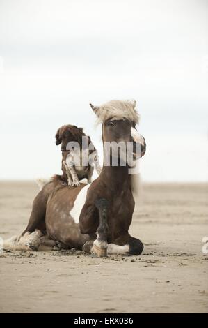 Cheval islandais et grand epagneul Banque D'Images