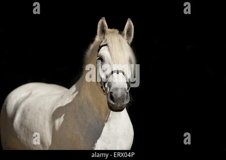 Portrait Percheron Banque D'Images