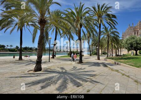 Palmiers au Parc de la Mar, Palma de Mallorca, Majorque, Îles Baléares, Espagne Banque D'Images