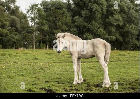 Fjord Horse foal Banque D'Images