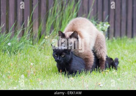 Le chat domestique (Felis silvestris catus), l'accouplement, la Mazurie, Pologne Banque D'Images