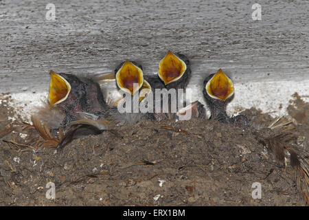 L'hirondelle rustique (Hirundo rustica) poussins mendier de la nourriture, l'Allgäu, Bavière, Allemagne Banque D'Images