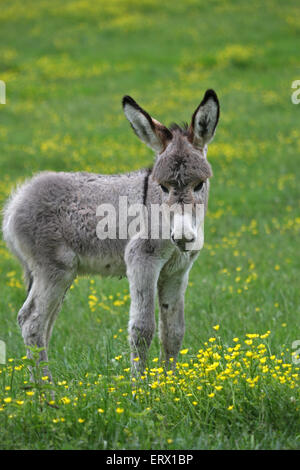 Âne miniature poulain (Equus asinus asinus. f), Kaposvár, Southern Transdanubia, Hongrie Banque D'Images