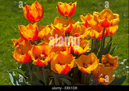 La floraison Crispa tulipes frangé flair (Tulipa sp.), Bade-Wurtemberg, Allemagne Banque D'Images