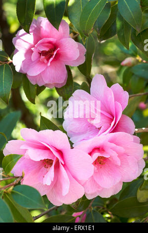 Fleurs rose camélia (Camellia japonica), parc municipal de Lahr, Bade-Wurtemberg, Allemagne Banque D'Images
