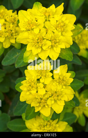 L'euphorbe ésule (Euphorbia epithymoides coussin), Bavière, Allemagne Banque D'Images