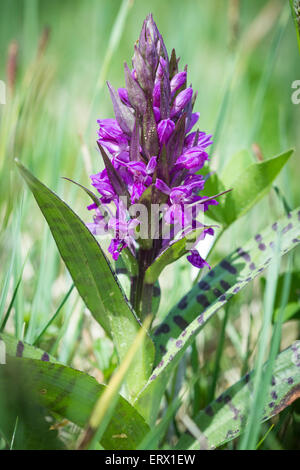 Western marsh orchid (Dactylorhiza majalis), Murnauer moss, Bavière, Allemagne Banque D'Images