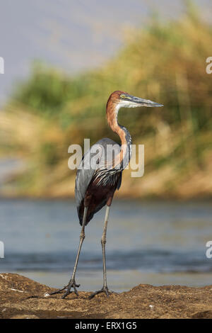 Héron goliath (Ardea goliath), sur une île dans la rivière Chobe, Chobe National Park, Botswana Banque D'Images