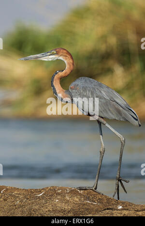 Héron goliath (Ardea goliath), sur une île dans la rivière Chobe, Chobe National Park, Botswana Banque D'Images